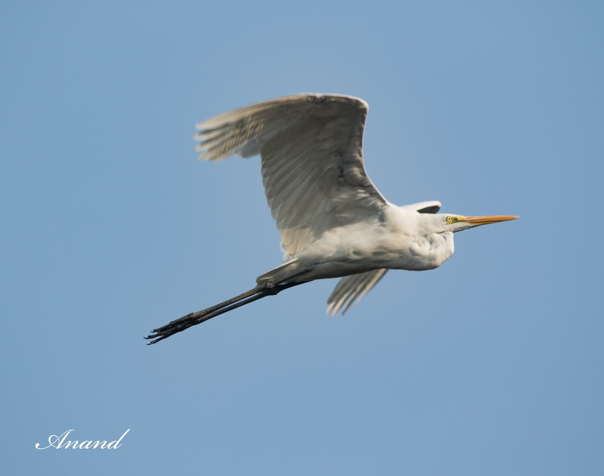 Great Egret - Anand Singh