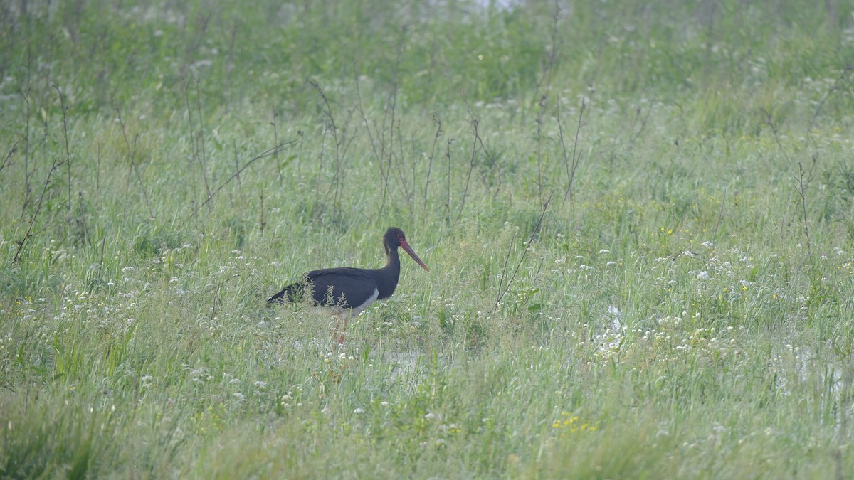 Black Stork - ML619033736
