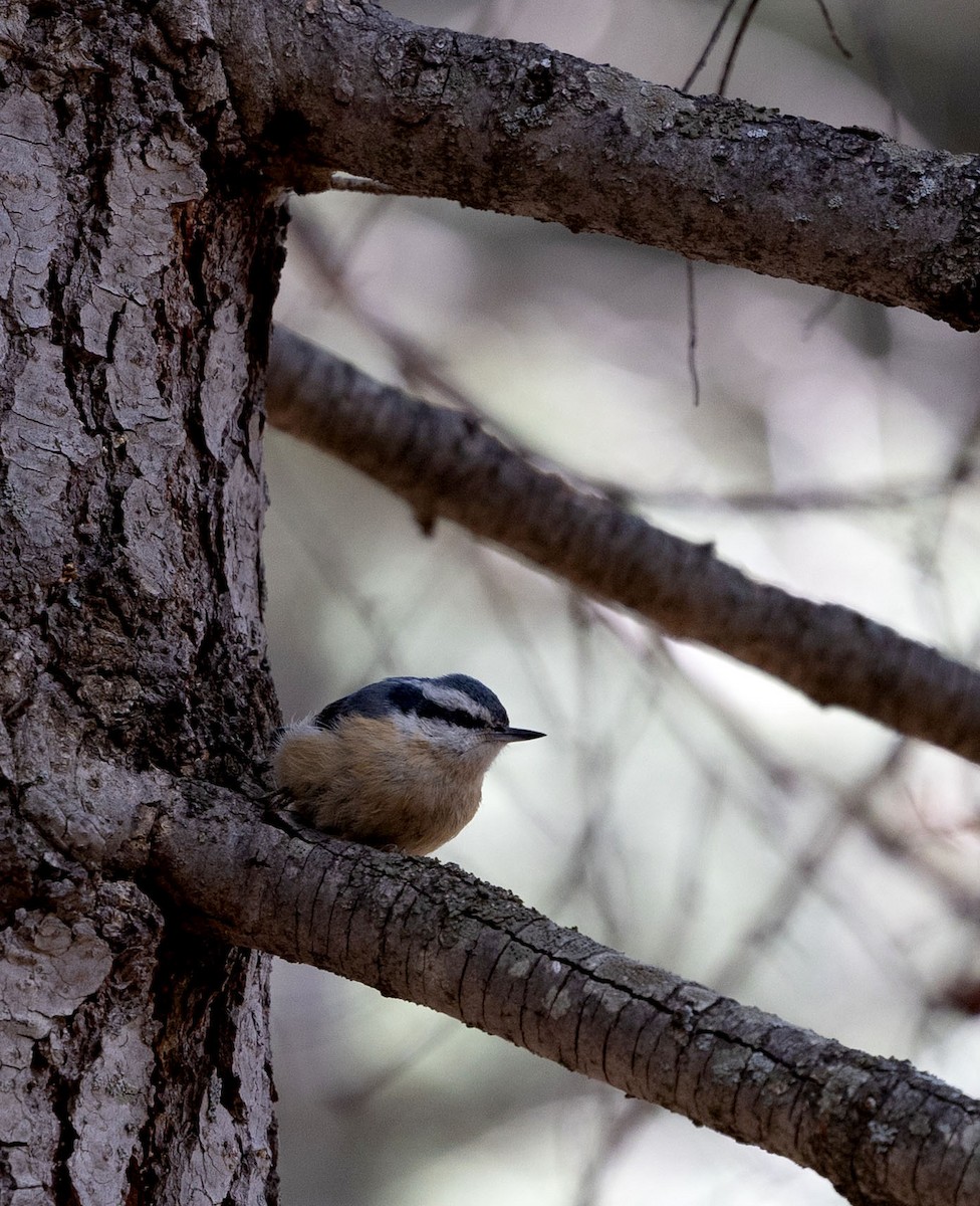 Red-breasted Nuthatch - ML619033772