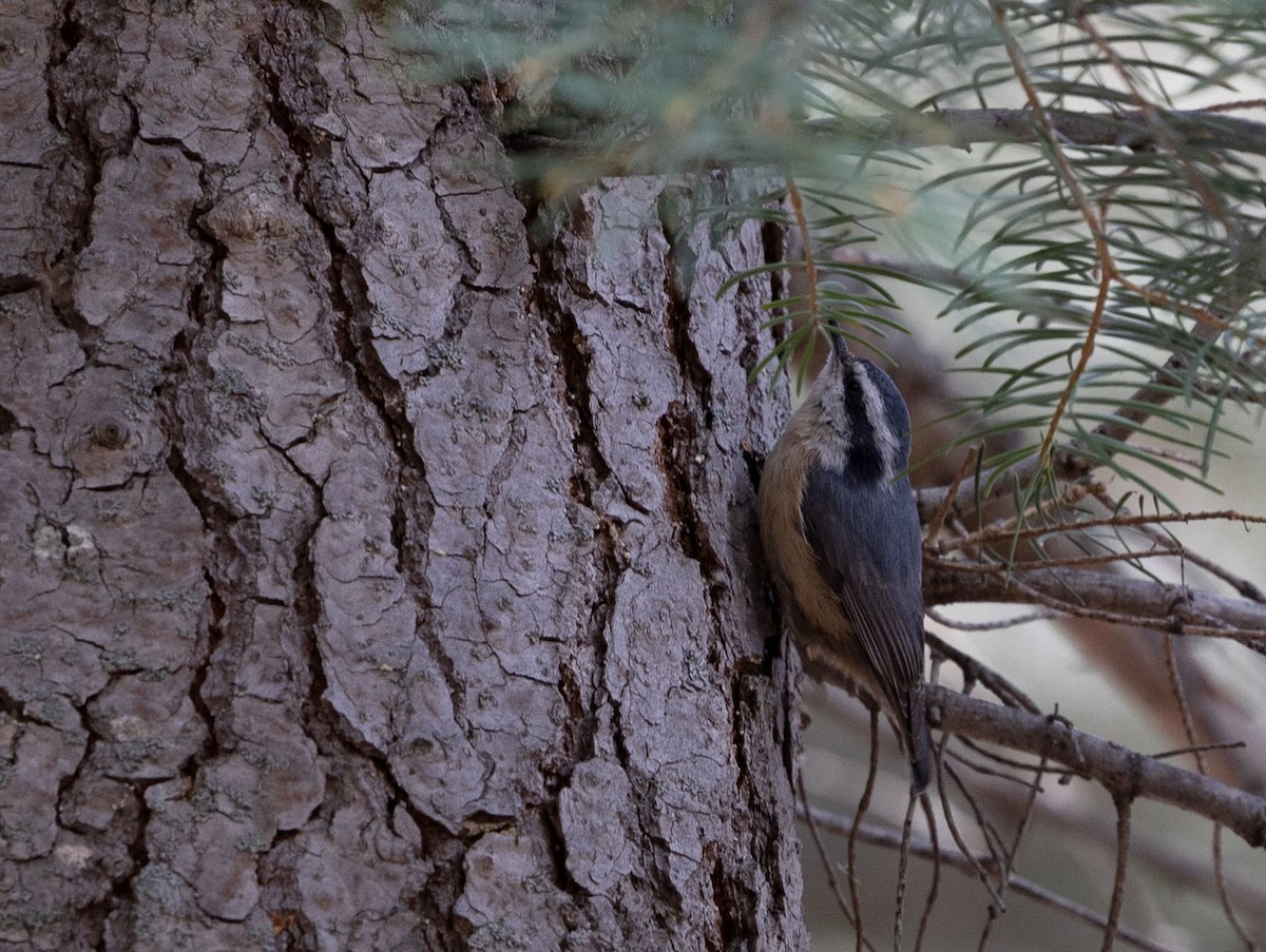 Red-breasted Nuthatch - ML619033773