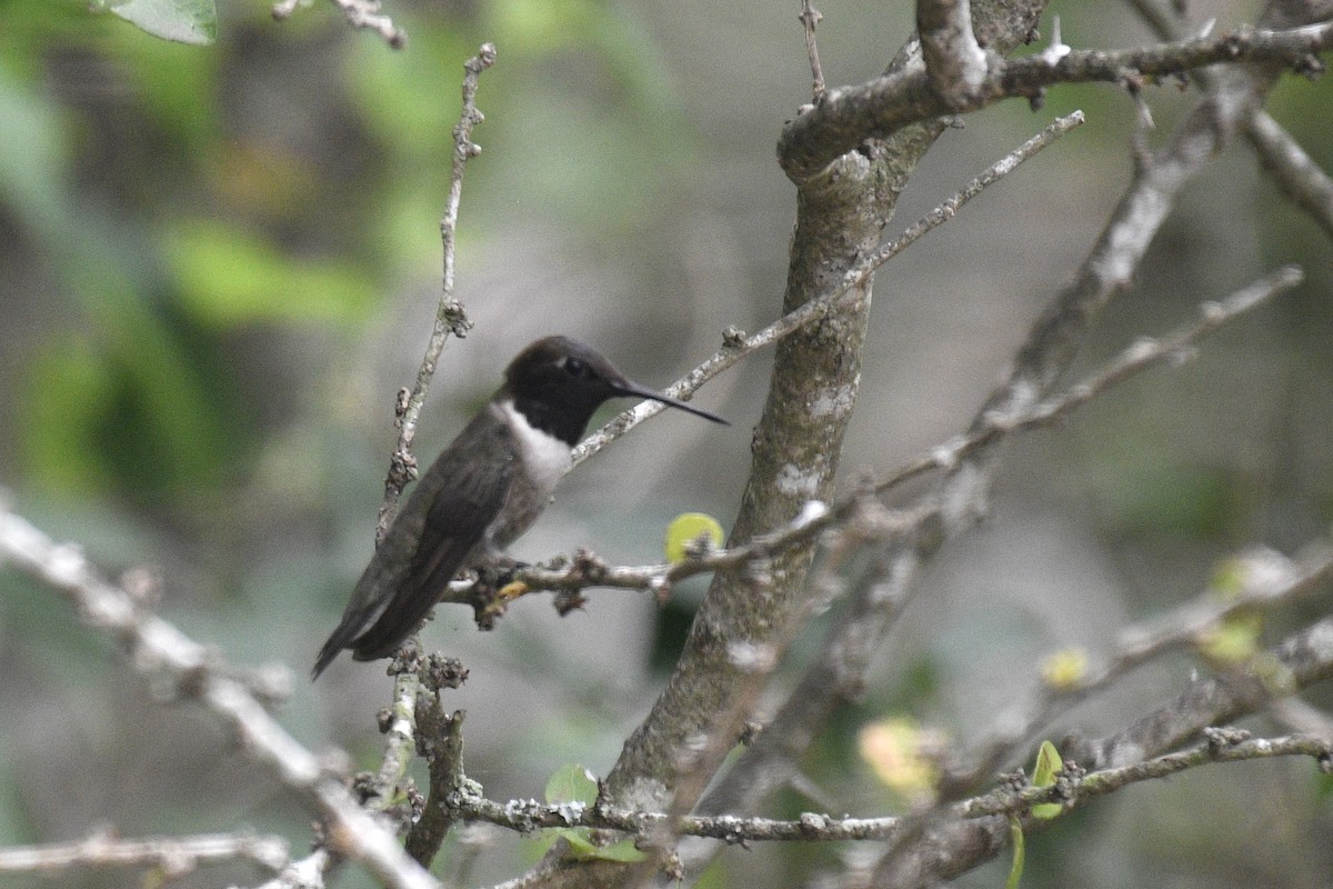 Black-chinned Hummingbird - ML619033780