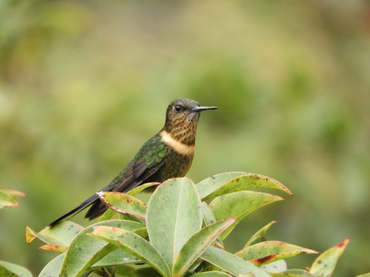 kolibřík královský - ML619033810