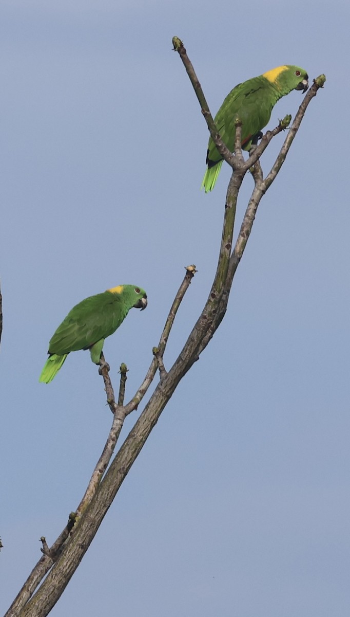 Yellow-naped Parrot - ML619033819