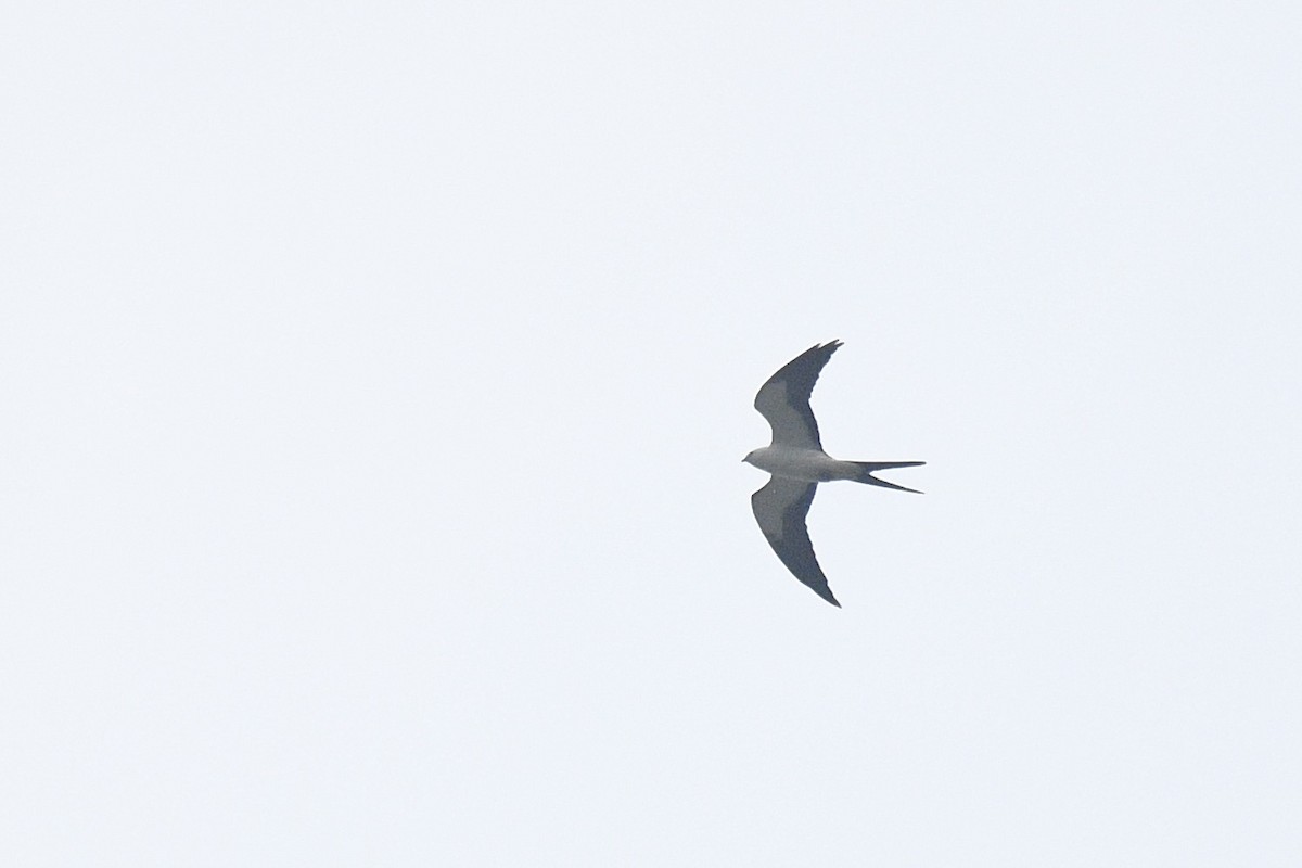 Swallow-tailed Kite - ML619033822