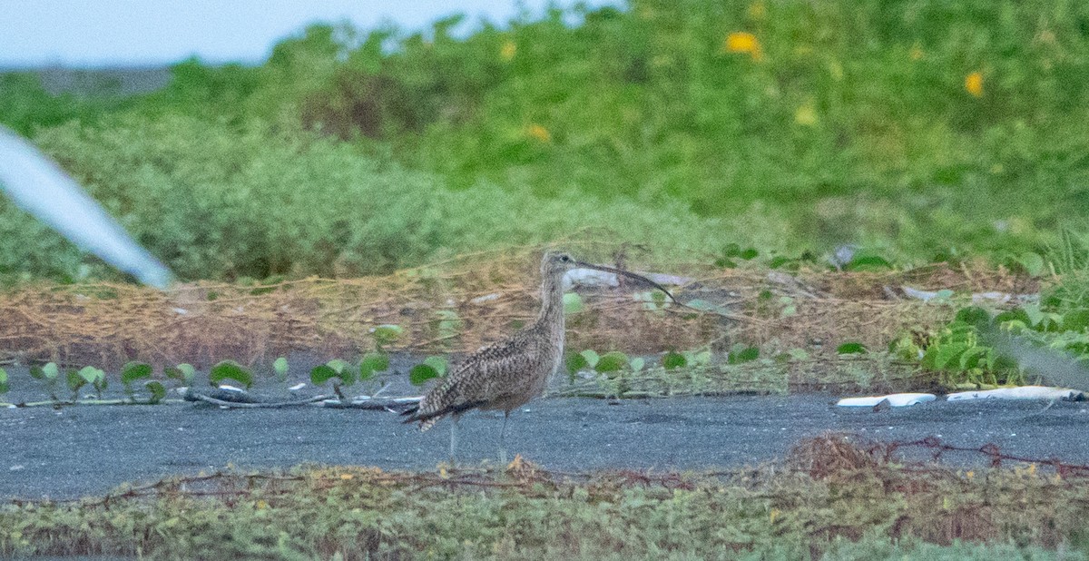 Long-billed Curlew - ML619033832