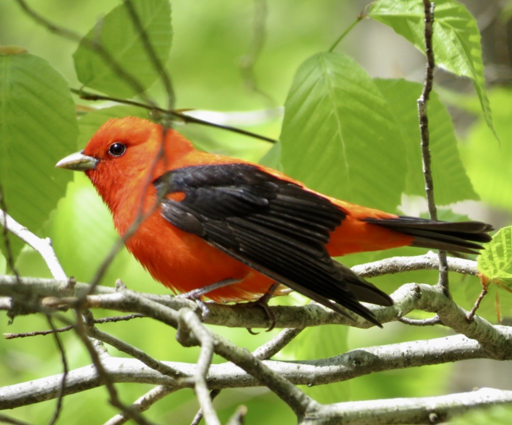 Scarlet Tanager - ML619033881