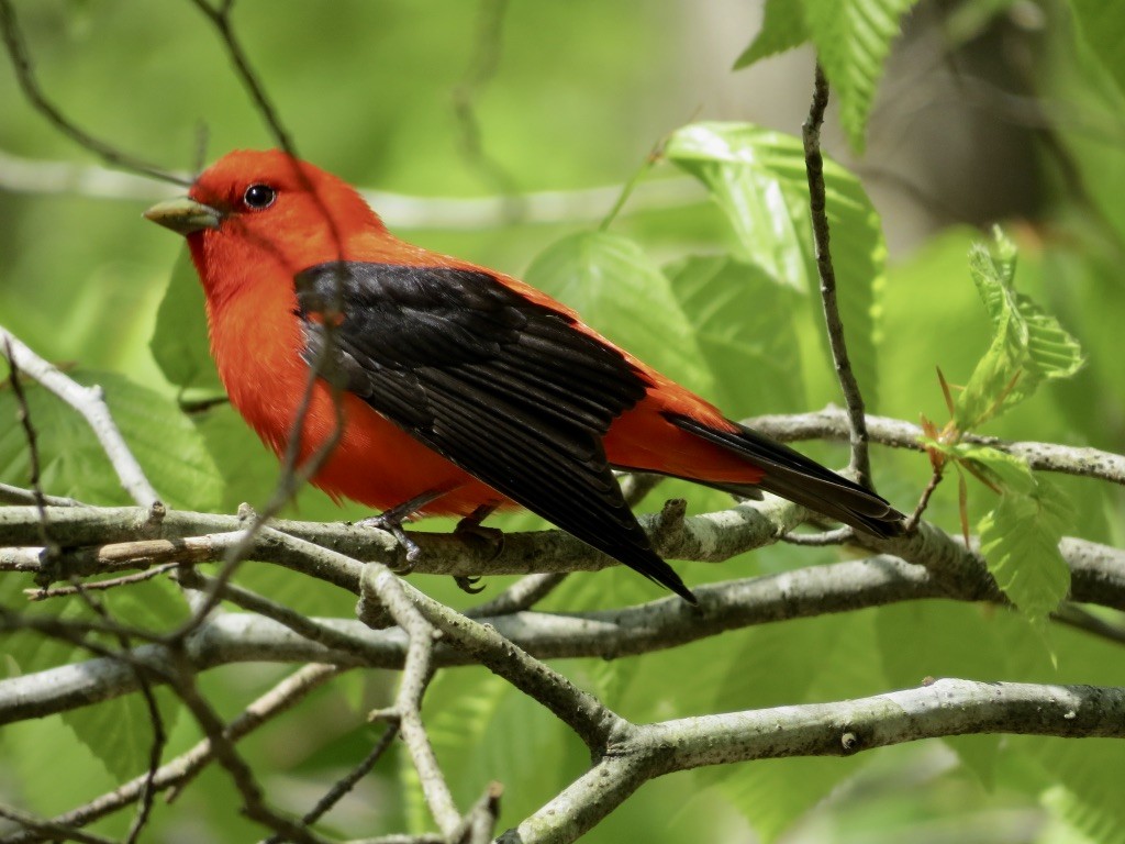 Scarlet Tanager - ML619033889