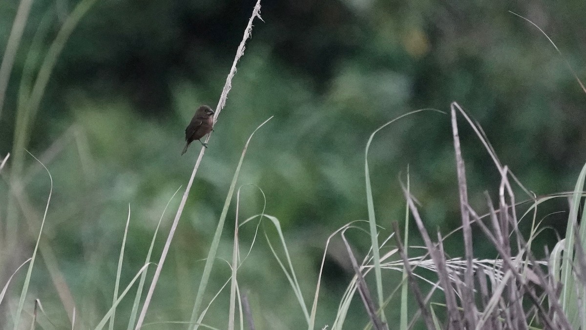 Thick-billed Seed-Finch - ML619033905