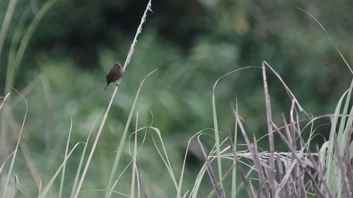 Thick-billed Seed-Finch - ML619033907
