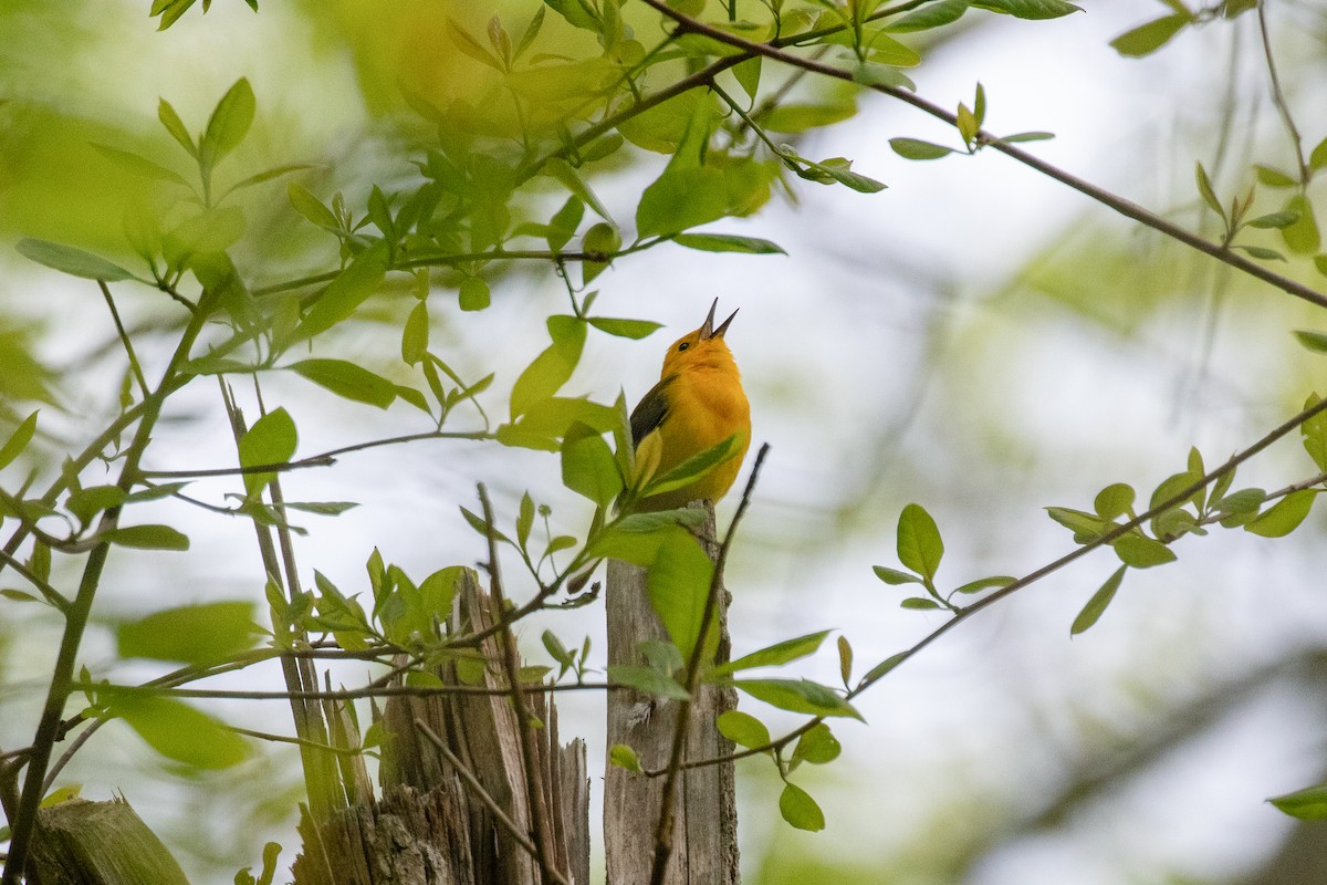 Prothonotary Warbler - ML619033932