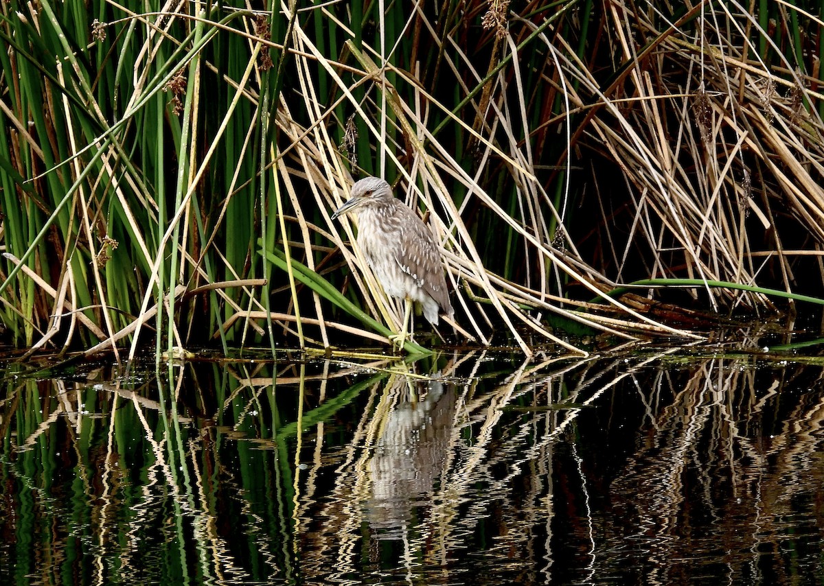 Black-crowned Night Heron - Susan Levinson