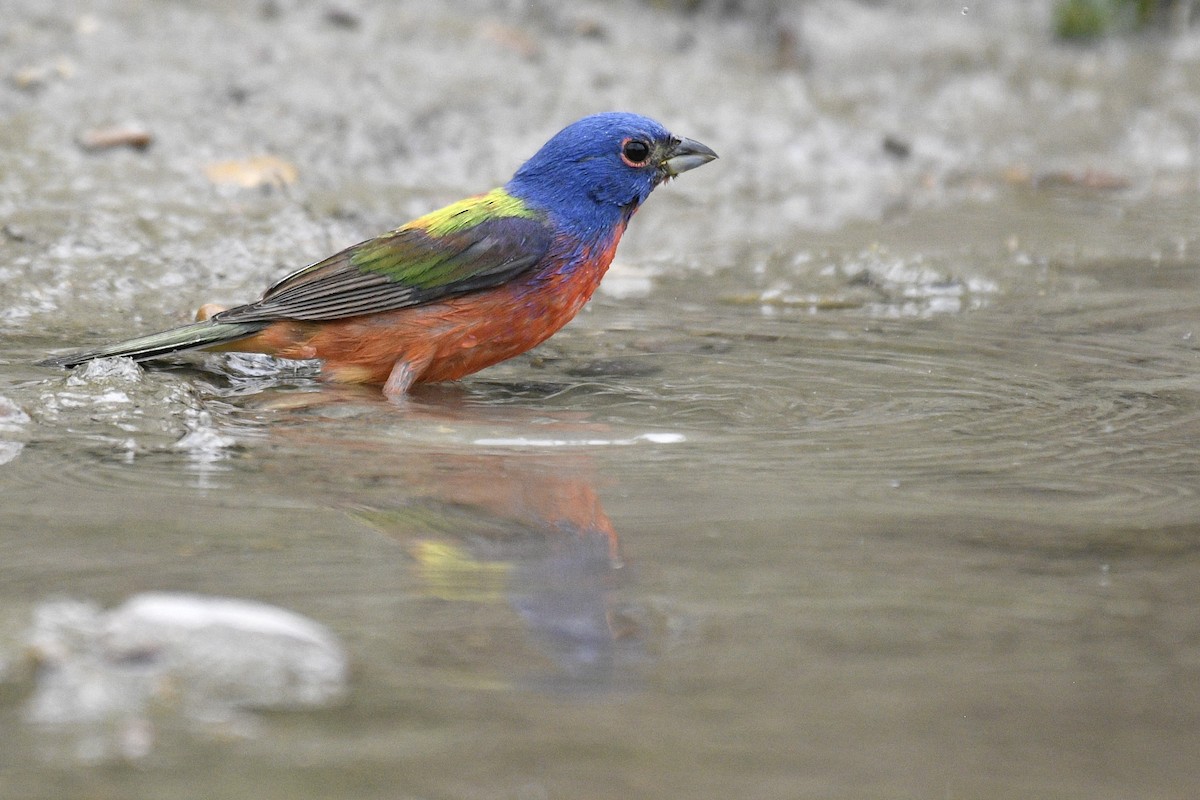 Painted Bunting - ML619033935