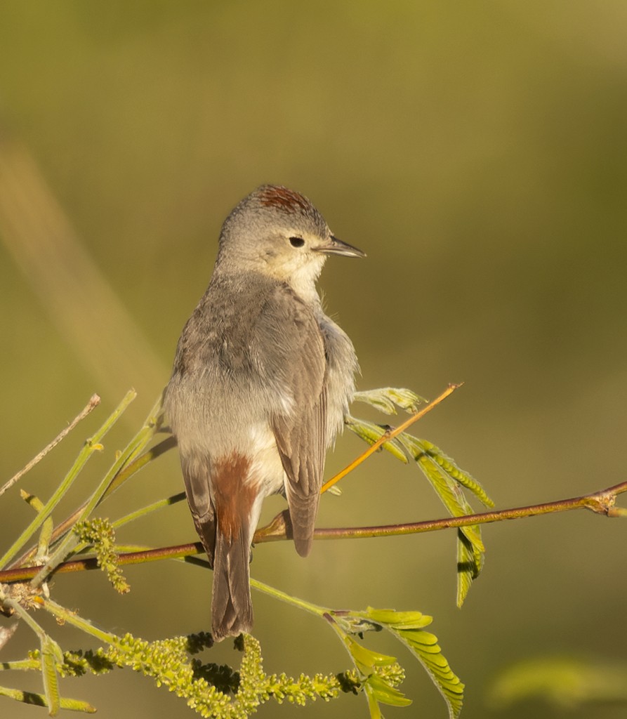Lucy's Warbler - ML619034012
