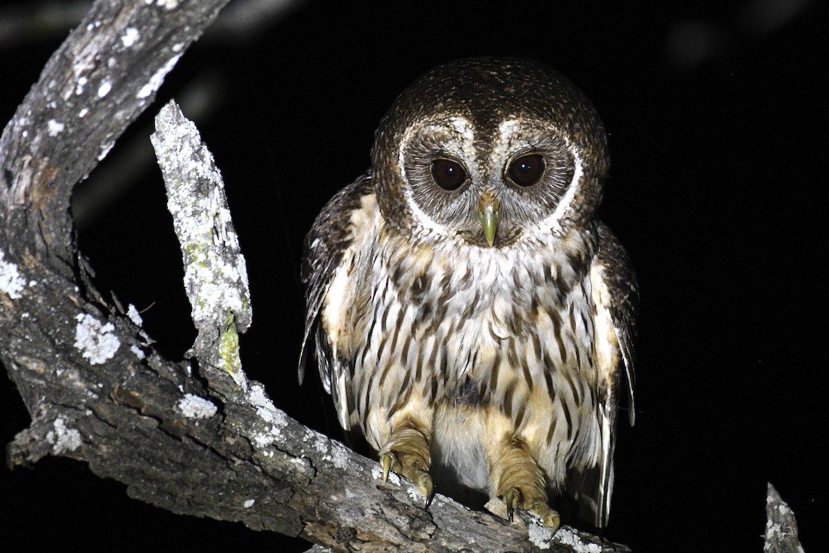 Mottled Owl - ML619034013