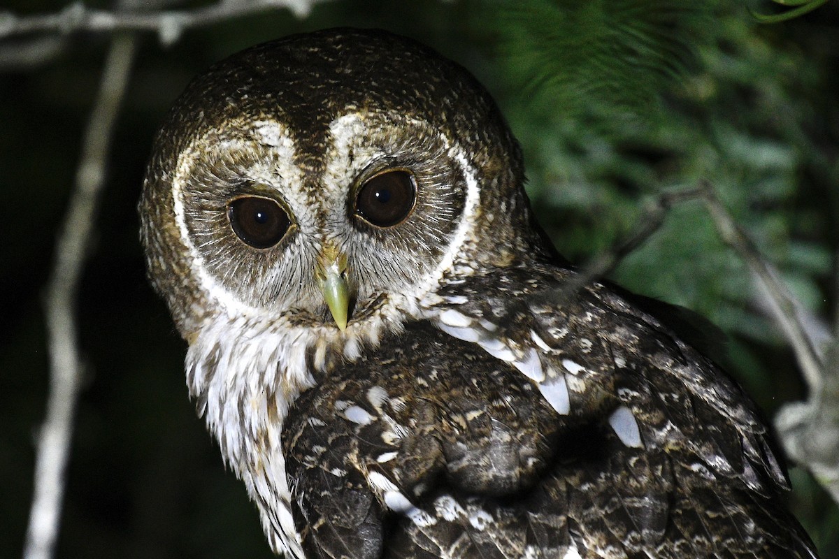 Mottled Owl - ML619034014