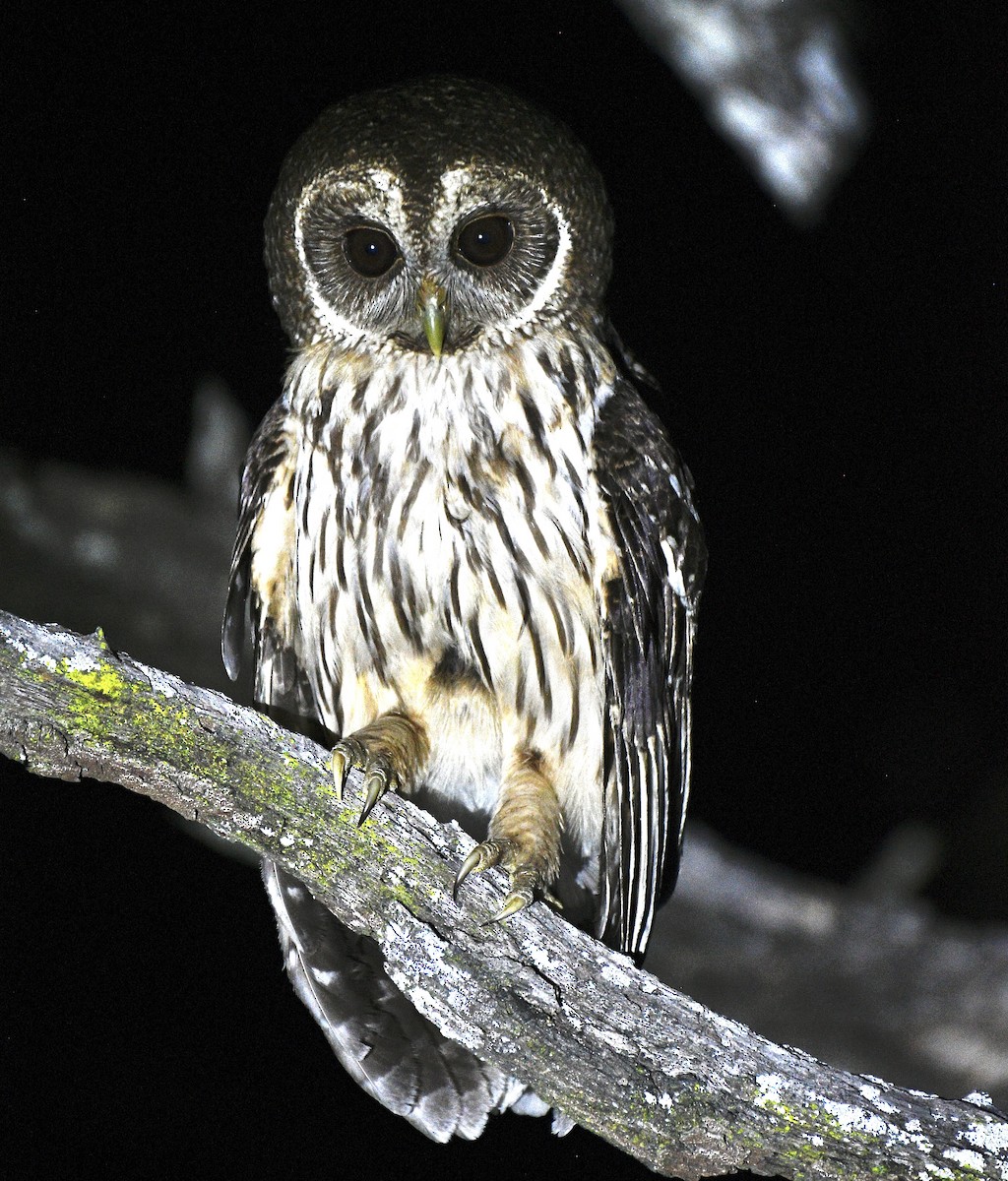 Mottled Owl - ML619034017