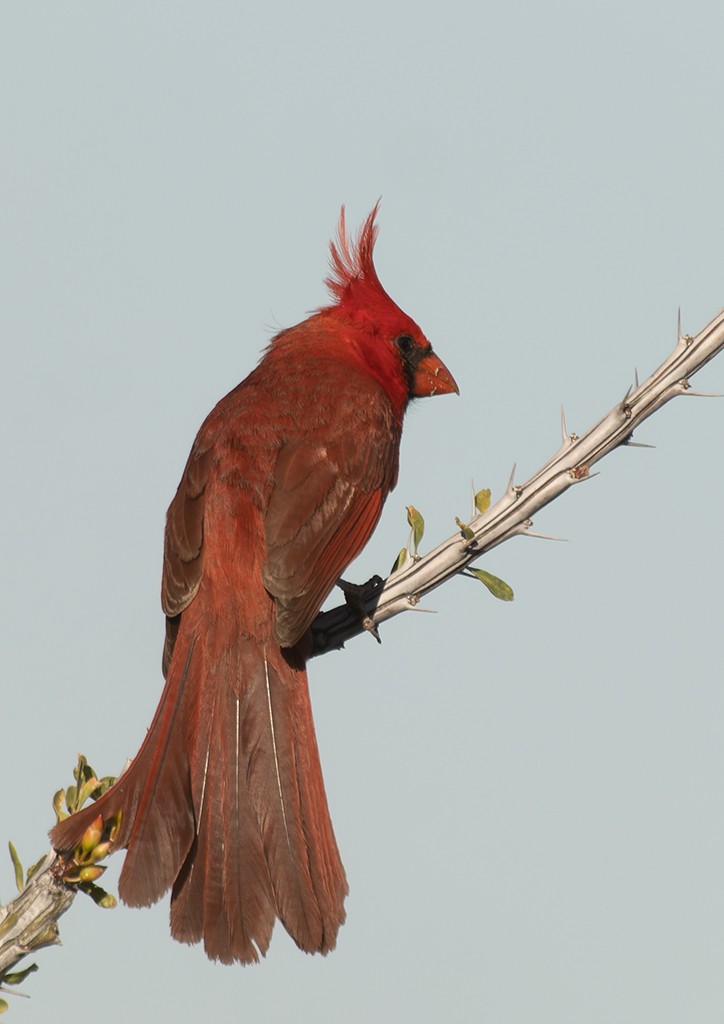 Cardinal rouge - ML619034022