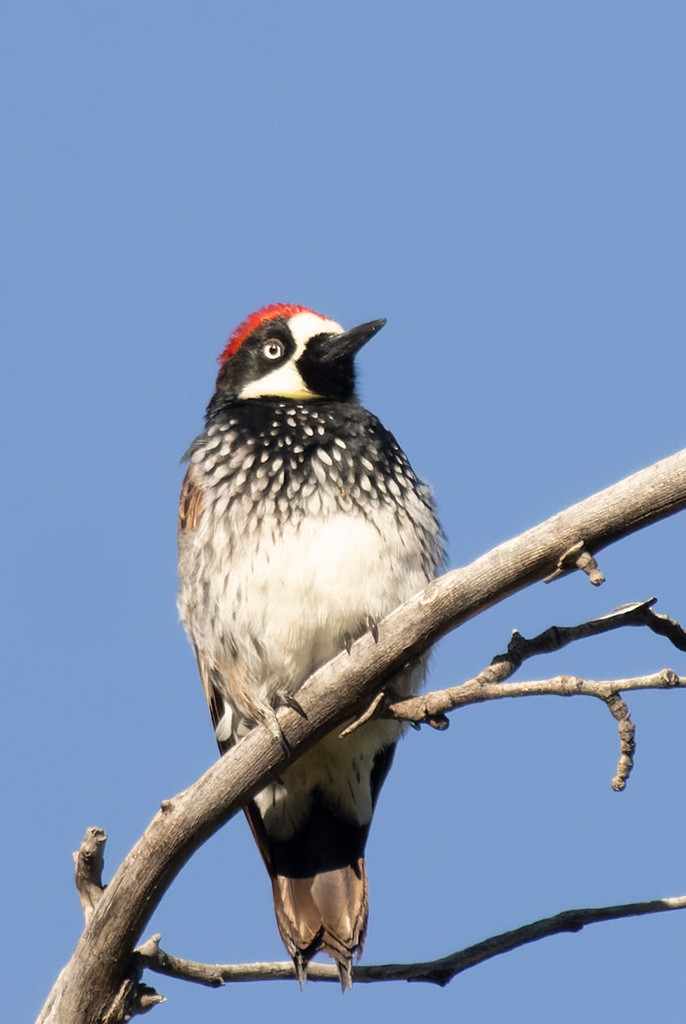 Acorn Woodpecker - manuel grosselet