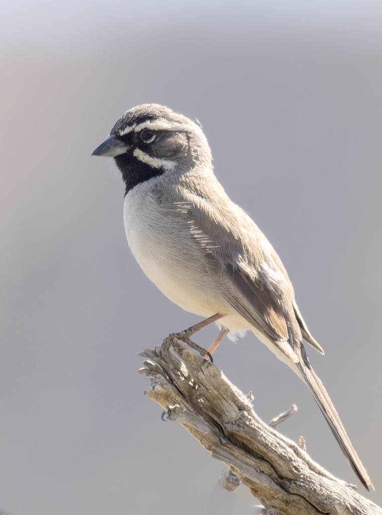 Black-throated Sparrow - ML619034060