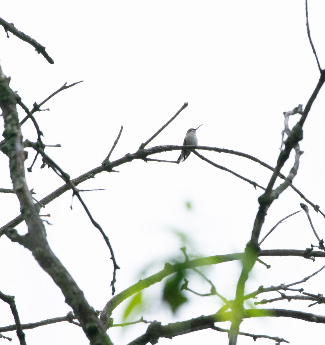 Ruby-throated Hummingbird - Carol Thomson