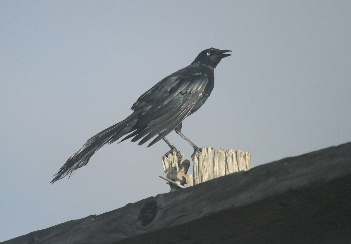 Great-tailed Grackle - ML619034137
