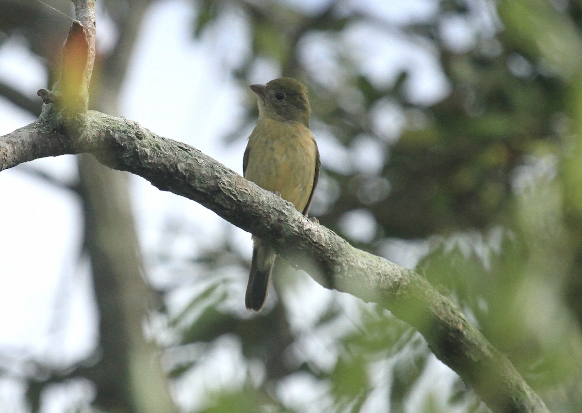 Painted Bunting - ML619034153