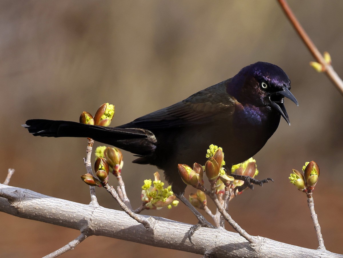 Common Grackle - Charles Fitzpatrick