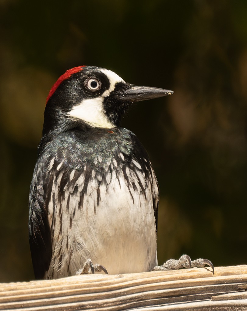Acorn Woodpecker - ML619034168