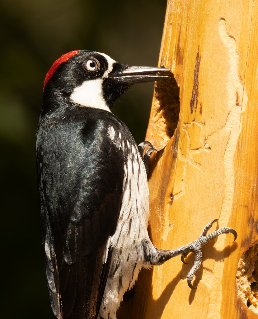 Acorn Woodpecker - ML619034169