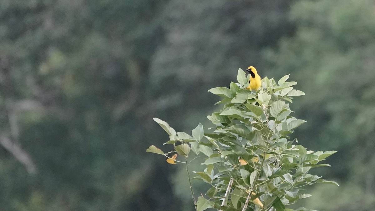 Yellow-tailed Oriole - ML619034174
