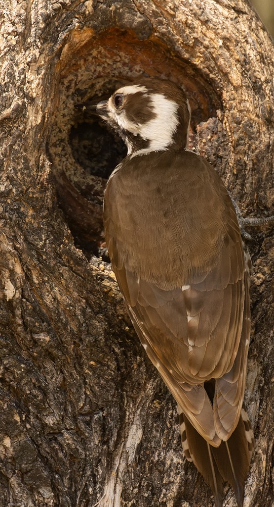 Arizona Woodpecker - ML619034176