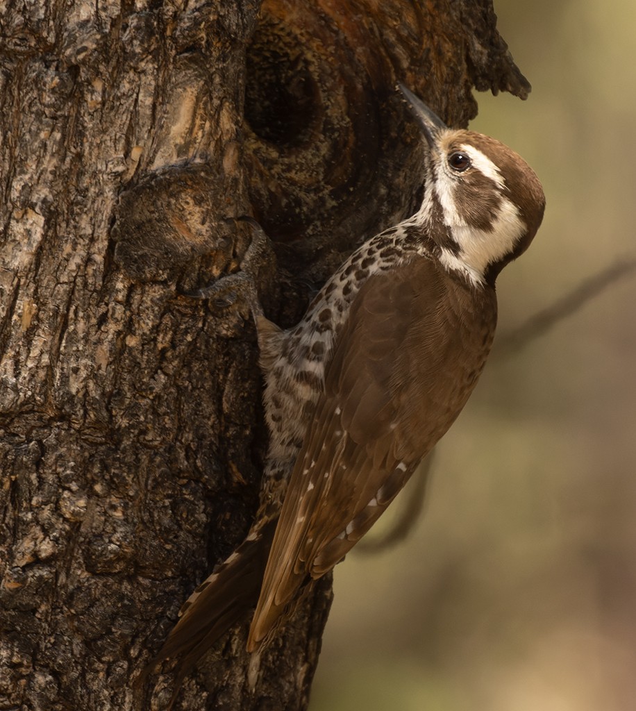 Arizona Woodpecker - ML619034177