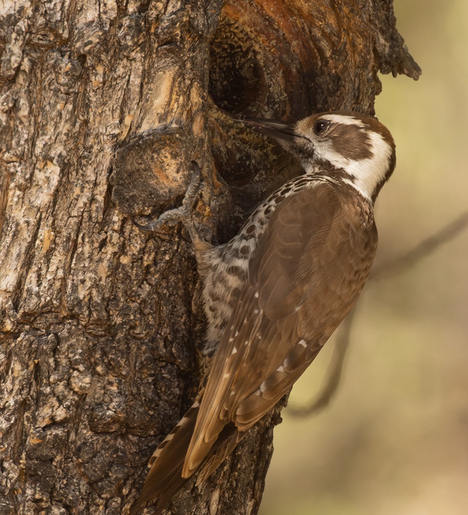 Arizona Woodpecker - manuel grosselet