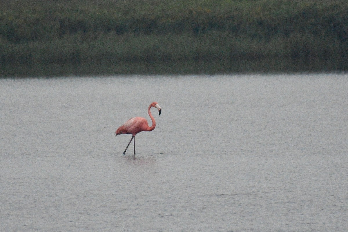 American Flamingo - ML619034253