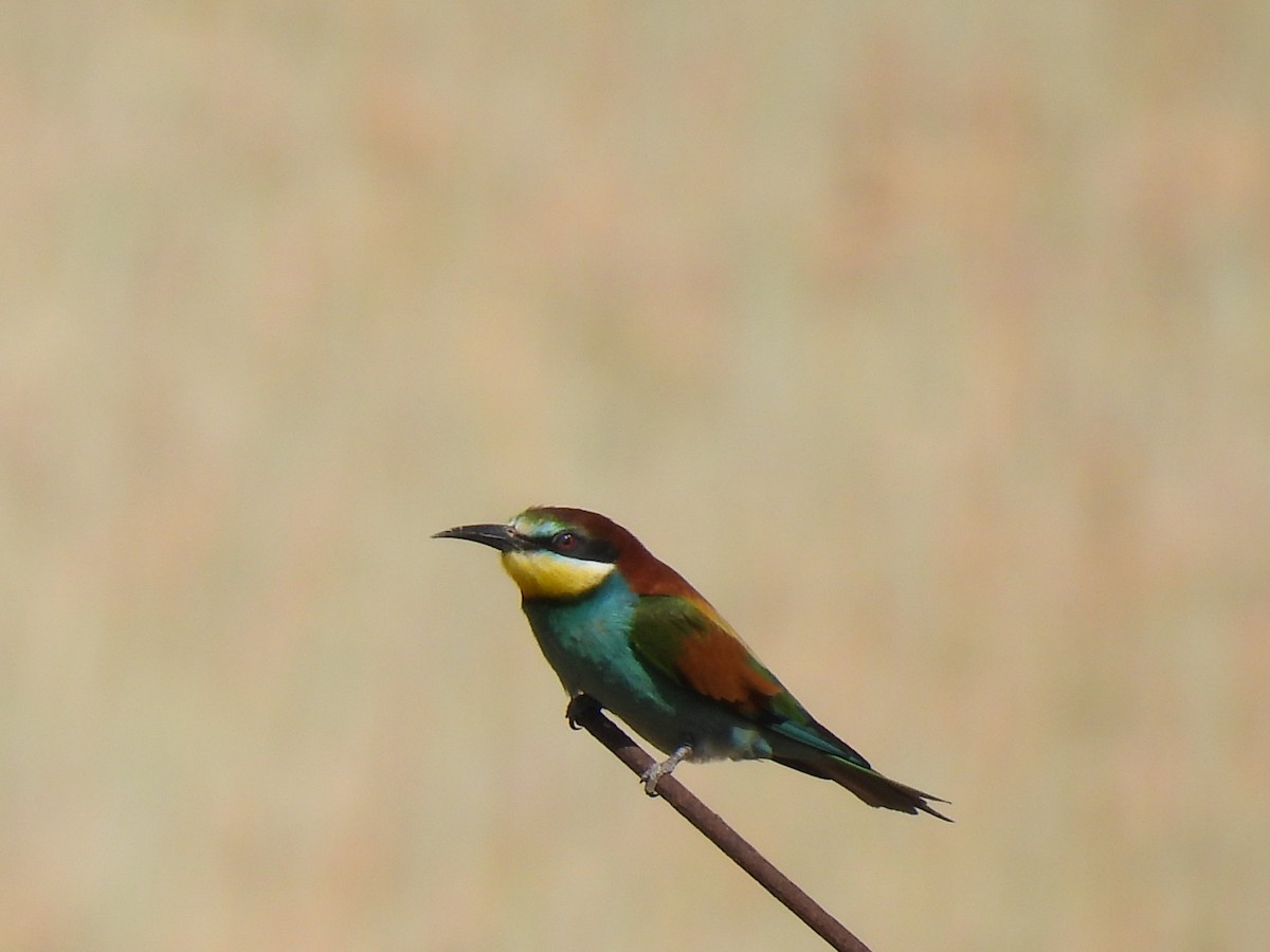 European Bee-eater - ML619034326