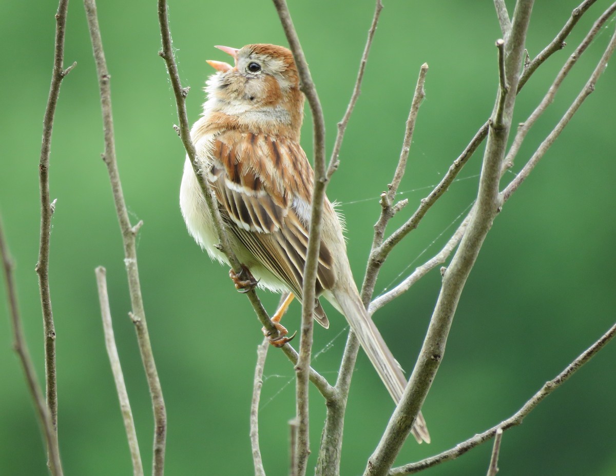 Field Sparrow - ML619034331