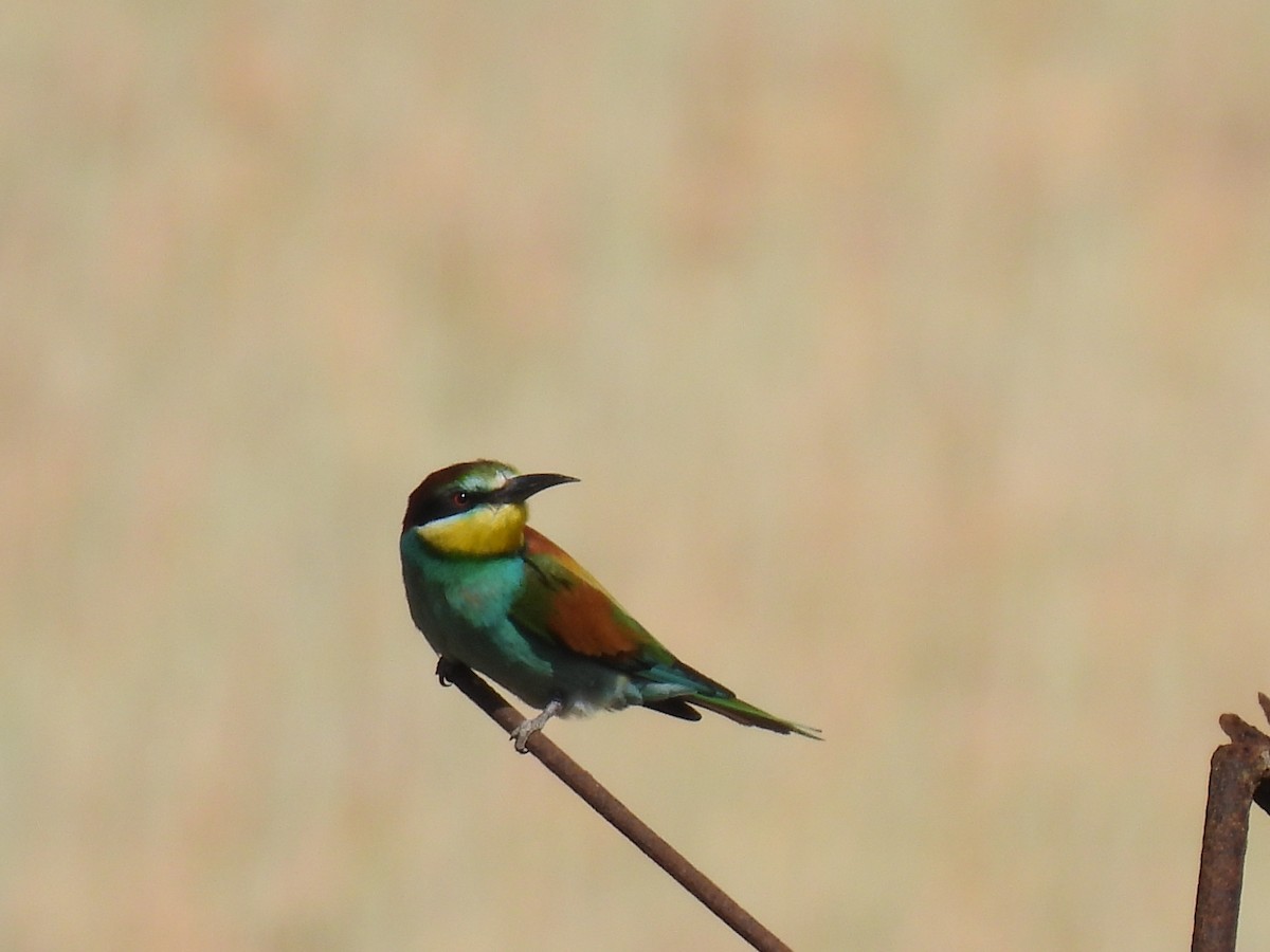 European Bee-eater - ML619034338