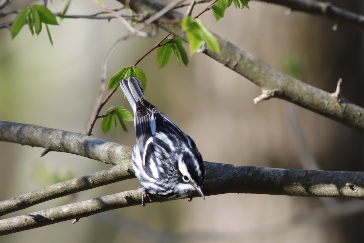 Black-and-white Warbler - ML619034353