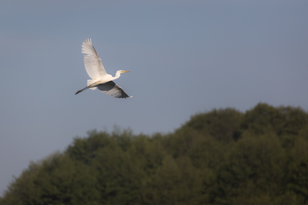 Great Egret (alba) - ML619034410