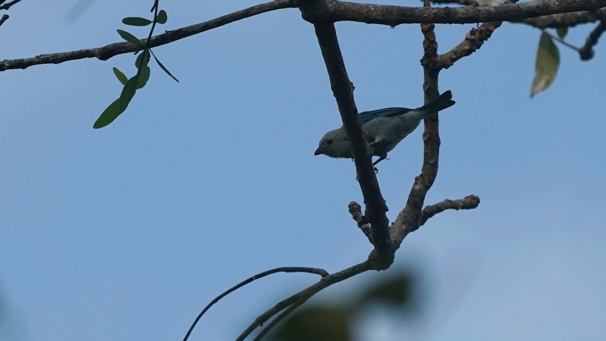 Blue-gray Tanager - ML619034411