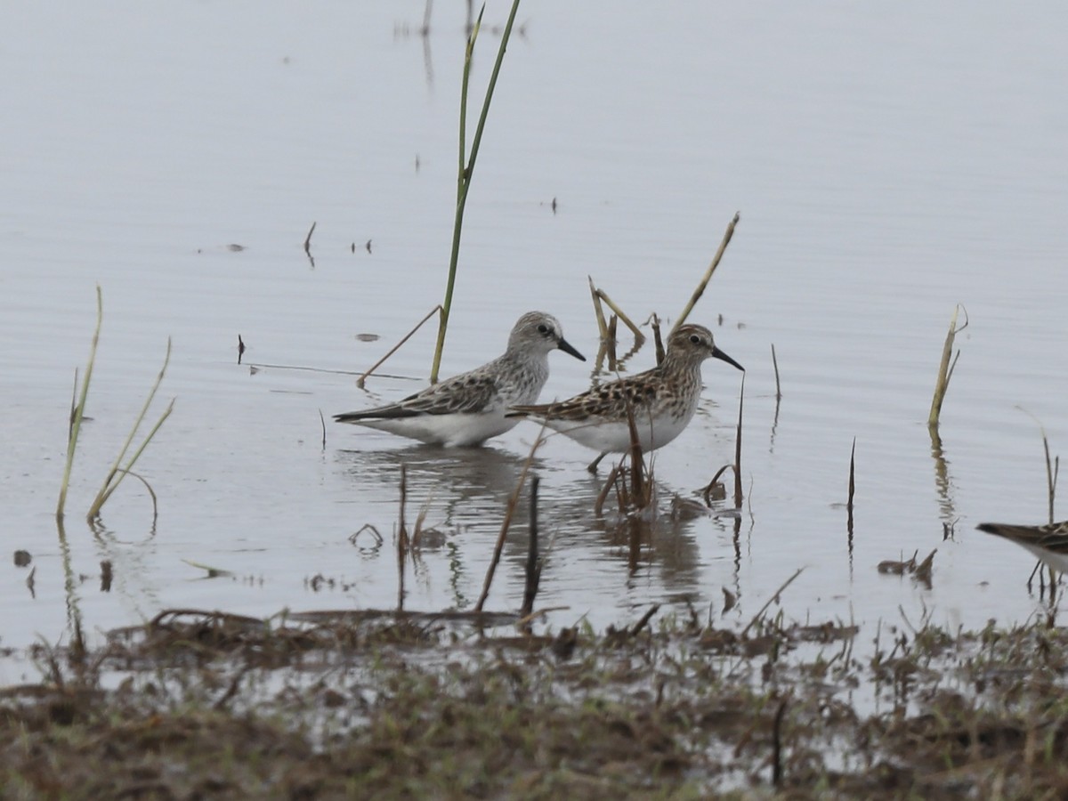 Least Sandpiper - Darby Nugent