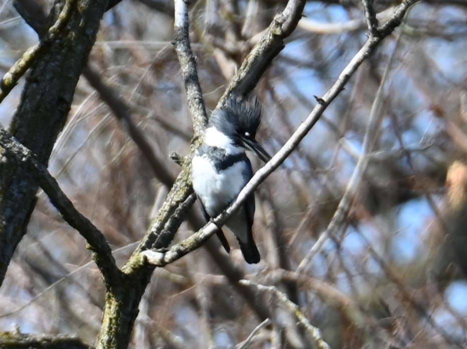 Belted Kingfisher - ML619034445