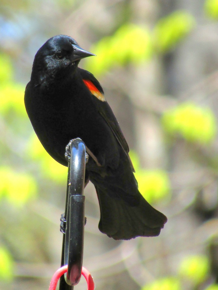 Red-winged Blackbird - Adrienne Burn