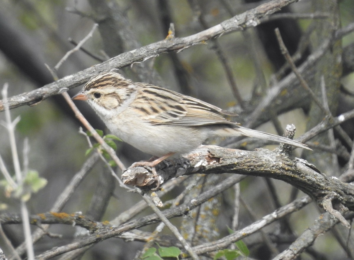 Clay-colored Sparrow - ML619034474