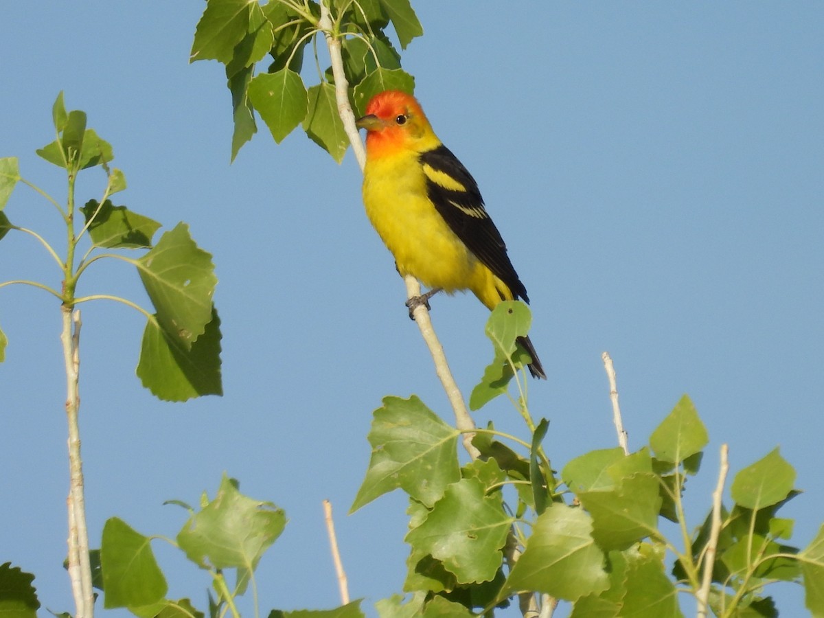 Western Tanager - ML619034481