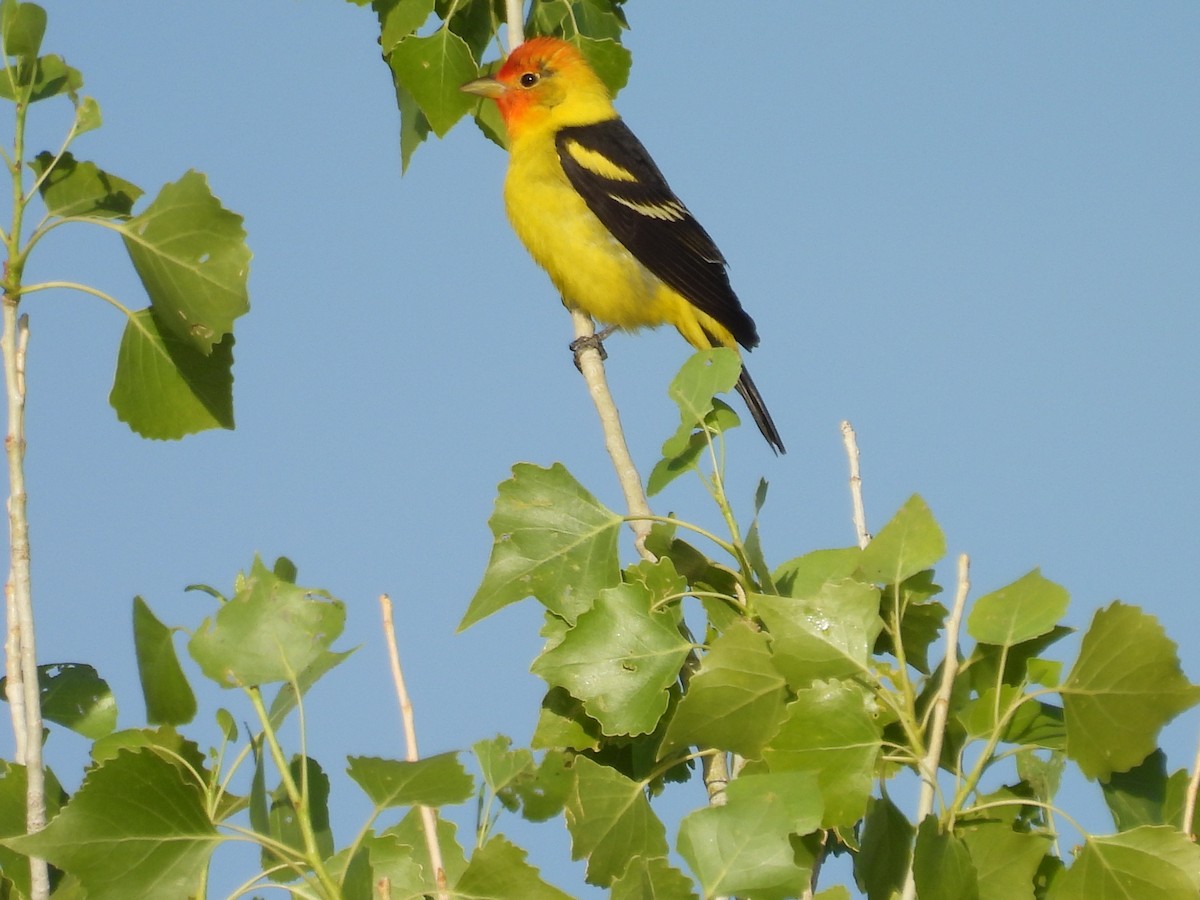 Western Tanager - ML619034482