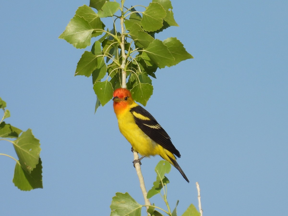 Western Tanager - ML619034483