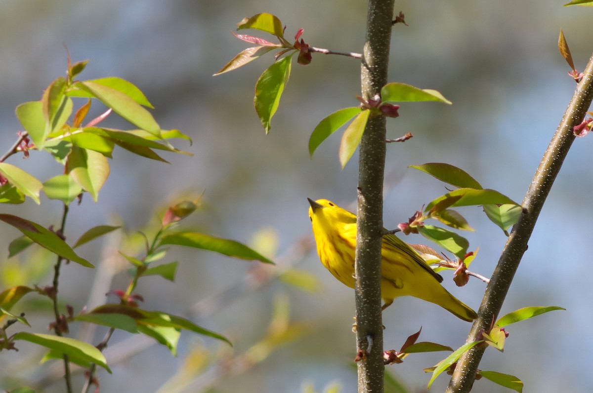 Yellow Warbler - ML619034507