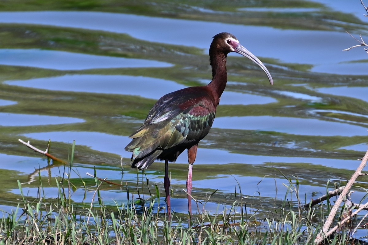 ibis americký - ML619034552