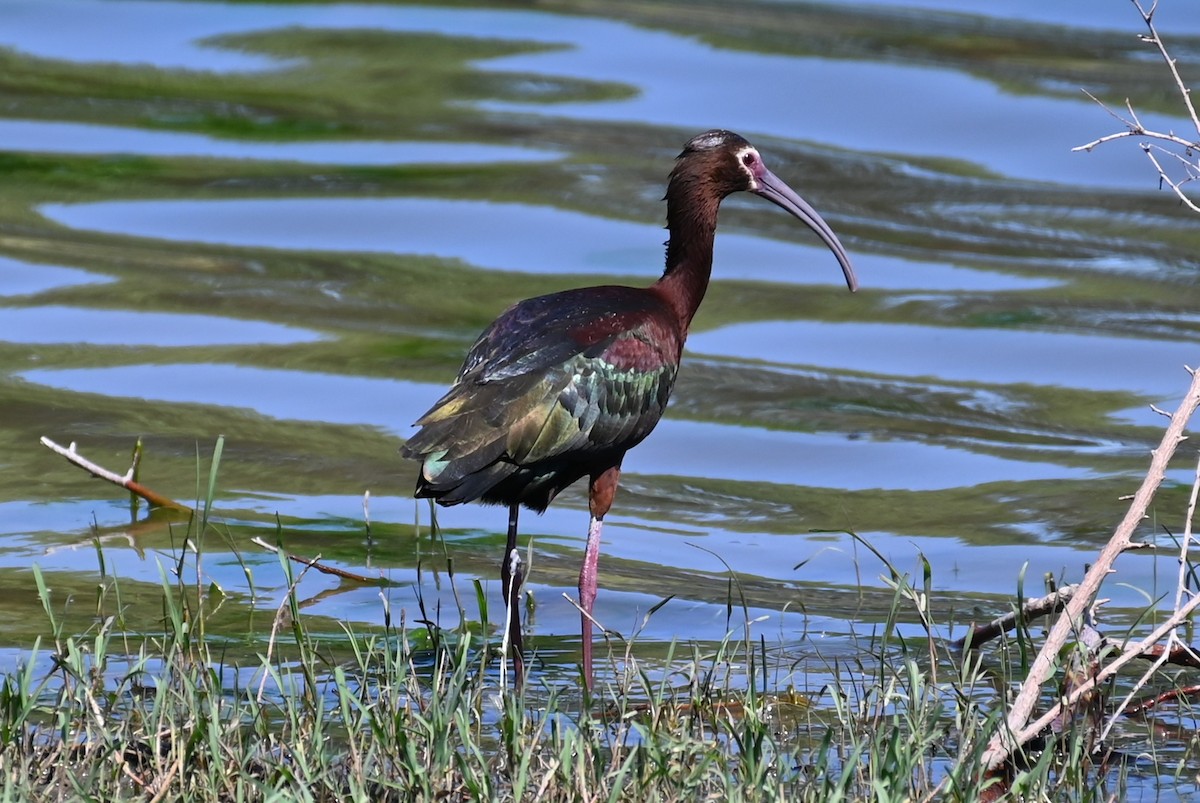 ibis americký - ML619034554
